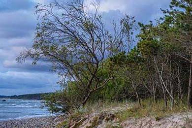 日销万斤！阳西沙扒野生藤壶肥美上市抖音网红：很多人没吃过
